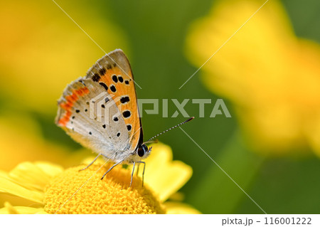 ベニシジミ 116001222