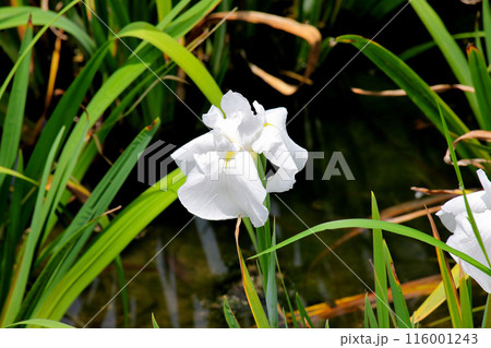 城北公園　菖蒲園　菖蒲 116001243