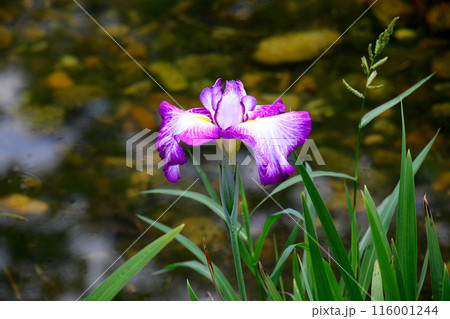 城北公園　菖蒲園　菖蒲 116001244