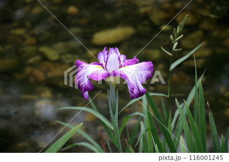 城北公園　菖蒲園　菖蒲 116001245