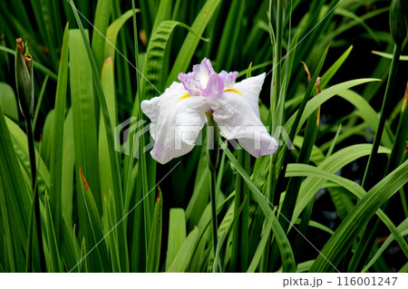 城北公園　菖蒲園　菖蒲 116001247