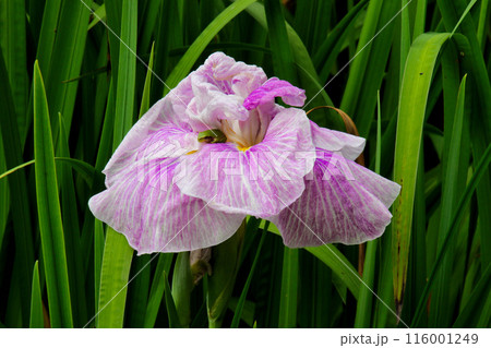 城北公園　菖蒲園　菖蒲 116001249