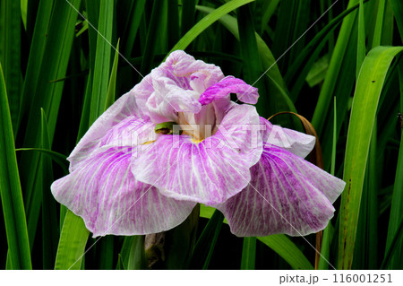 城北公園　菖蒲園　菖蒲 116001251
