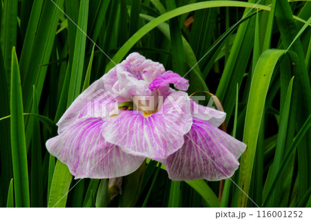 城北公園　菖蒲園　菖蒲 116001252