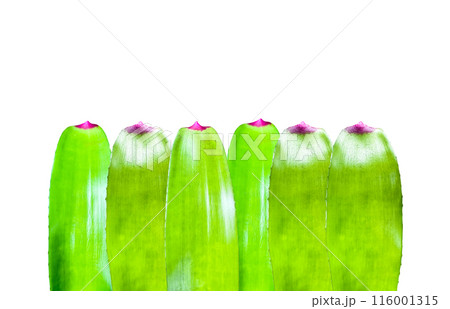 A cut-out of tree leaf on a white background with clipping paths. A cut-out of tree leaf on a white background with clipping paths. 116001315