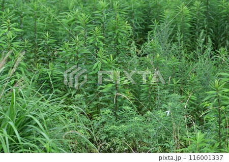 空き地　荒地　雑草　土地　vacant lot 116001337