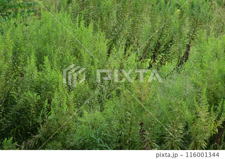 空き地　荒地　雑草　土地　vacant lot 116001344