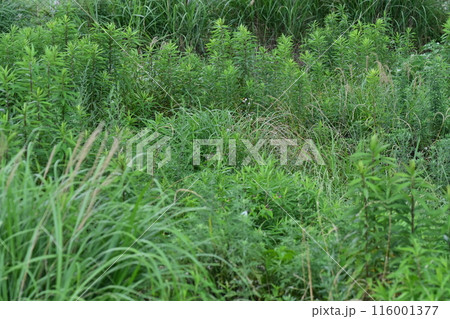 空き地　荒地　雑草　土地　vacant lot 116001377
