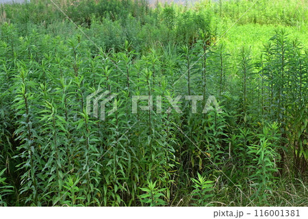 空き地　荒地　雑草　土地　vacant lot 116001381