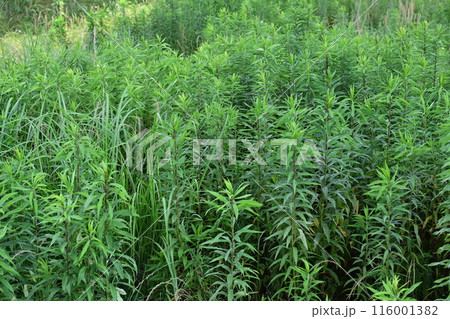 空き地　荒地　雑草　土地　vacant lot 116001382