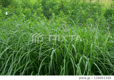 空き地 荒地 雑草 土地 vacant lot 空き地 荒地 雑草 土地 vacant lot 116001388