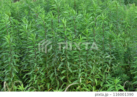 空き地　荒地　雑草　土地　vacant lot 116001390