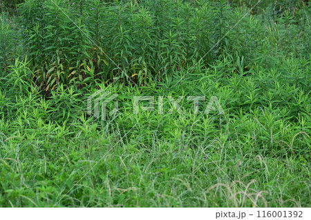 空き地 荒地 雑草 土地 vacant lot 空き地 荒地 雑草 土地 vacant lot 116001392
