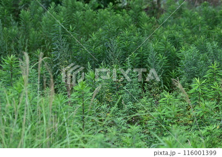 空き地　荒地　雑草　土地　vacant lot 116001399