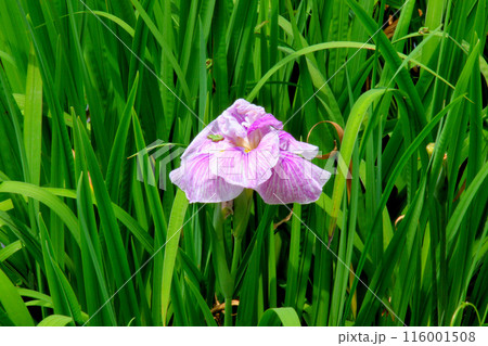 城北公園 菖蒲園 菖蒲 城北公園 菖蒲園 菖蒲 116001508