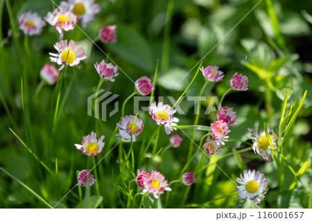 Colorful bellis flowers on a summer day Colorful bellis flowers on a summer day 116001657