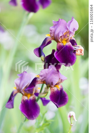 Purple yellow iris flowers are over blurred green background 116001664