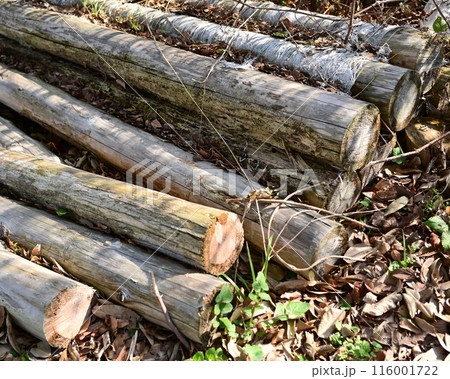 薪イメージ(キャンプなどに) 116001722