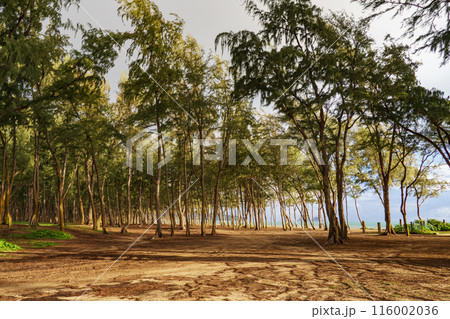 Trees in a forest with a path towards the ocean, in a natural landscape Trees in a forest with a path towards the ocean, in a natural landscape 116002036