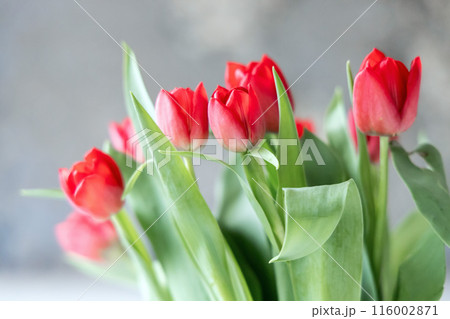 Bouquet of red spring tulips in the room 116002871