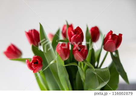 Bouquet of red spring tulips in the room 116002879
