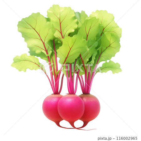 Realistic illustration of three beetroots with green leaves, isolated on a white background 116002965