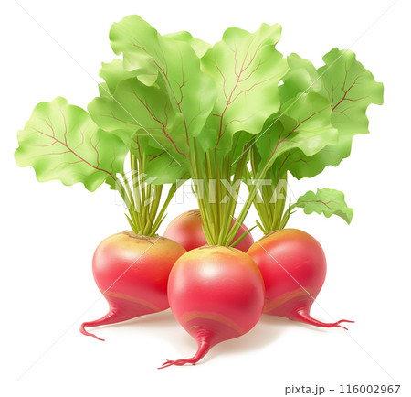 Realistic illustration of four beets with green leaves, isolated on a white background 116002967