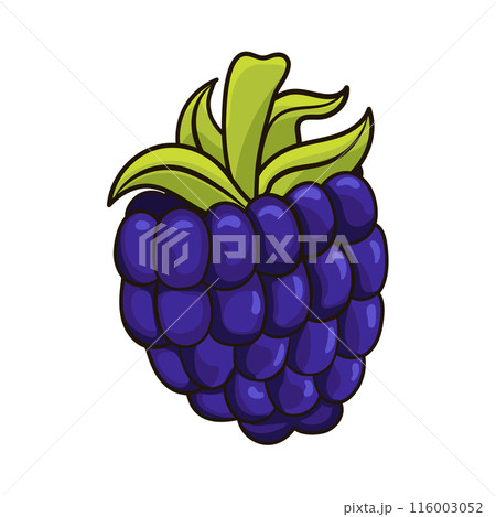Ripe blackberry in cartoon style Ripe blackberry in cartoon style 116003052