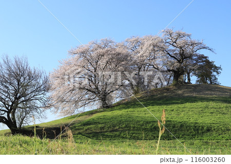 桜の白石稲荷山古墳 桜の白石稲荷山古墳 116003260