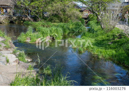 忍野八海の川の水の流れる風景(山梨県) 116003276