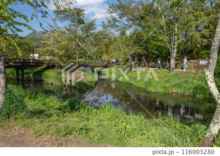 忍野八海の川の水の流れる風景(山梨県) 忍野八海の川の水の流れる風景(山梨県) 116003280