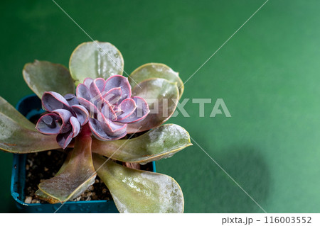 Flower Echeveria Pearl of Nurnberg. Succulent purple plant leaves. Flower Echeveria Pearl of Nurnberg. Succulent purple plant leaves. 116003552