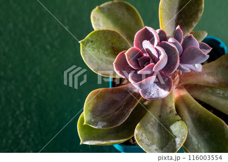 Flower Echeveria Pearl of Nurnberg. Succulent purple plant leaves. Flower Echeveria Pearl of Nurnberg. Succulent purple plant leaves. 116003554