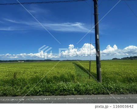 どこまでも続く一本道 116003642