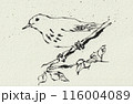 小枝にとまる鳥、ペンで描かれたモノクロイラスト、水彩用紙のテクスチャー 116004089