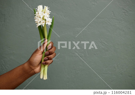 Cropped studio shot of Black woman demonstrating delicate white hyacinth flower against grey background, copy space 116004281