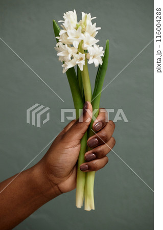 Vertical studio shot white hyacinth bouquet in Black womans hand with nude nails against grey background 116004288
