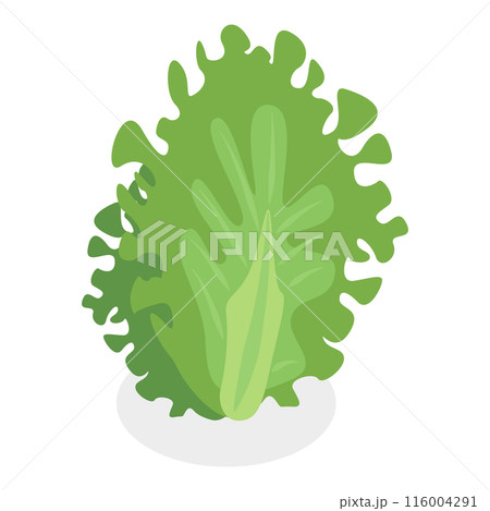 3D Isometric Flat  Set of Salad Greens. Item 6 116004291