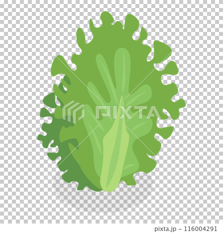 3D Isometric Flat  Set of Salad Greens. Item 6 116004291