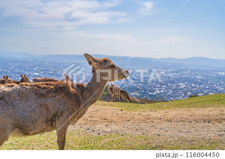 【春】奈良公園 若草山の鹿 【春】奈良公園 若草山の鹿 116004450
