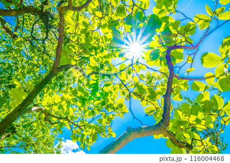 日本の横浜都市景観 ハクモクレンと太陽光。エコロジー、高潔な心、自然への愛など…＝5日、横浜市内 116004468