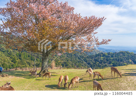 【春】奈良公園 若草山の鹿【桜】 【春】奈良公園 若草山の鹿【桜】 116004485