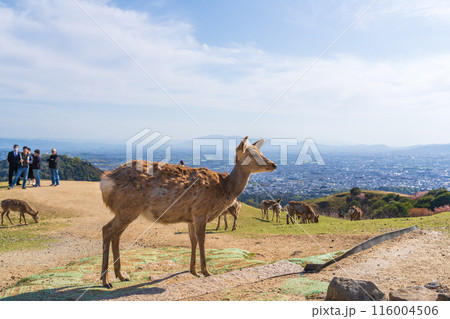 【春】奈良公園 若草山の鹿 【春】奈良公園 若草山の鹿 116004506