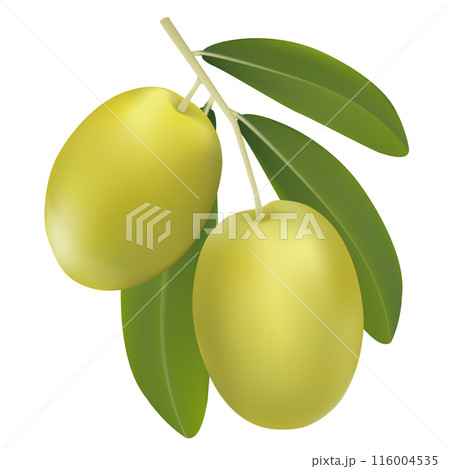 Vector illustration of realistic 3d olive tree branch with green olives isolated on white background. Can be used for advertising, print, banner, poster, packaging. Eps 10. 116004535