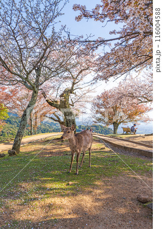 【春】奈良公園　若草山の鹿【桜】 116004588