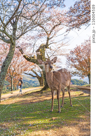 【春】奈良公園 若草山の鹿【桜】 【春】奈良公園 若草山の鹿【桜】 116004589