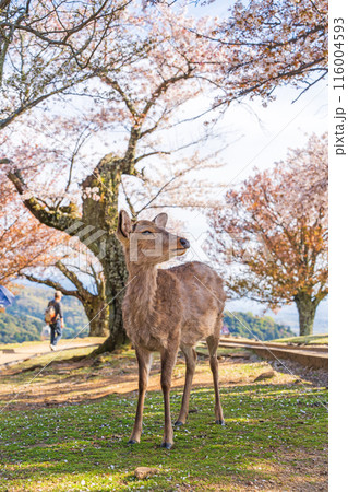 【春】奈良公園 若草山の鹿【桜】 【春】奈良公園 若草山の鹿【桜】 116004593