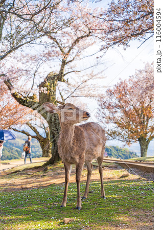 【春】奈良公園 若草山の鹿【桜】 【春】奈良公園 若草山の鹿【桜】 116004594