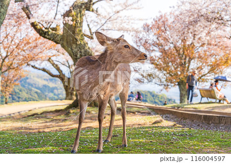 【春】奈良公園　若草山の鹿【桜】 116004597