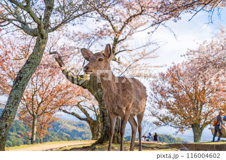 【春】奈良公園　若草山の鹿【桜】 116004602